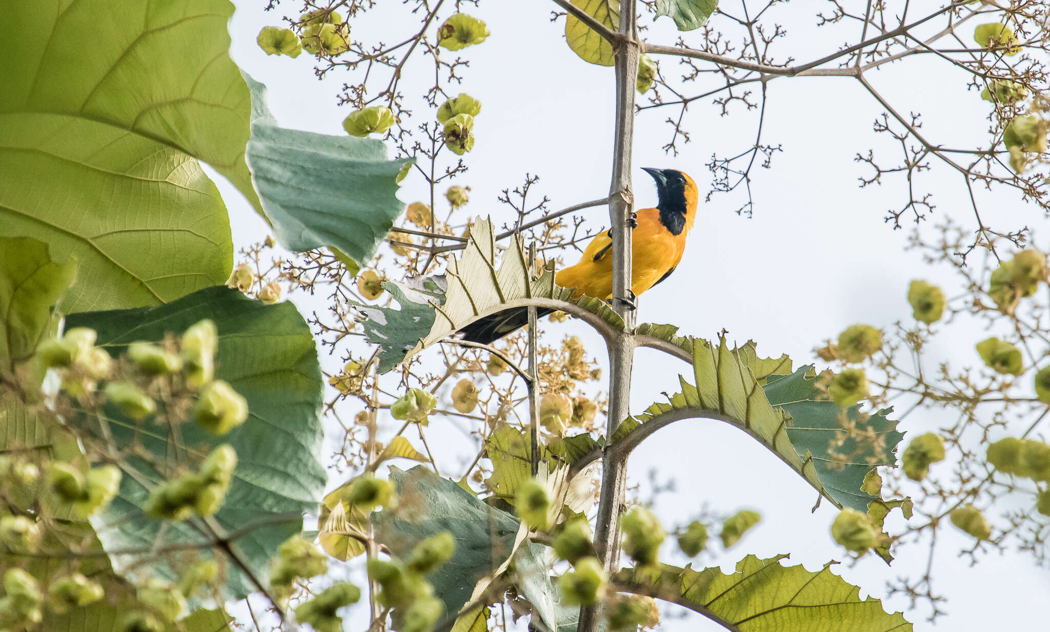 Icterus chrysater giraudii Cassin 1848 resmi