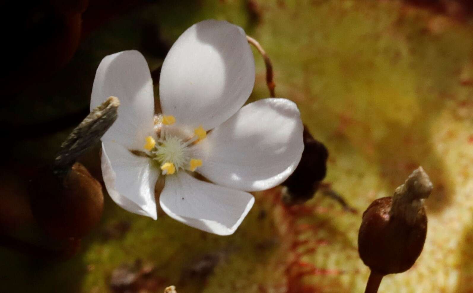 Слика од Drosera monantha (Lowrie & Carlquist) Lowrie