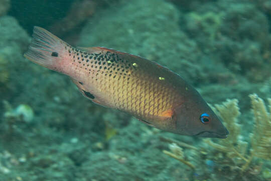 Image of Bodianus diana