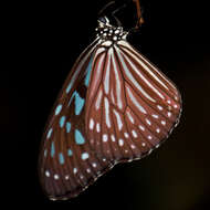 Image of Ideopsis vulgaris contigua Talbot 1939