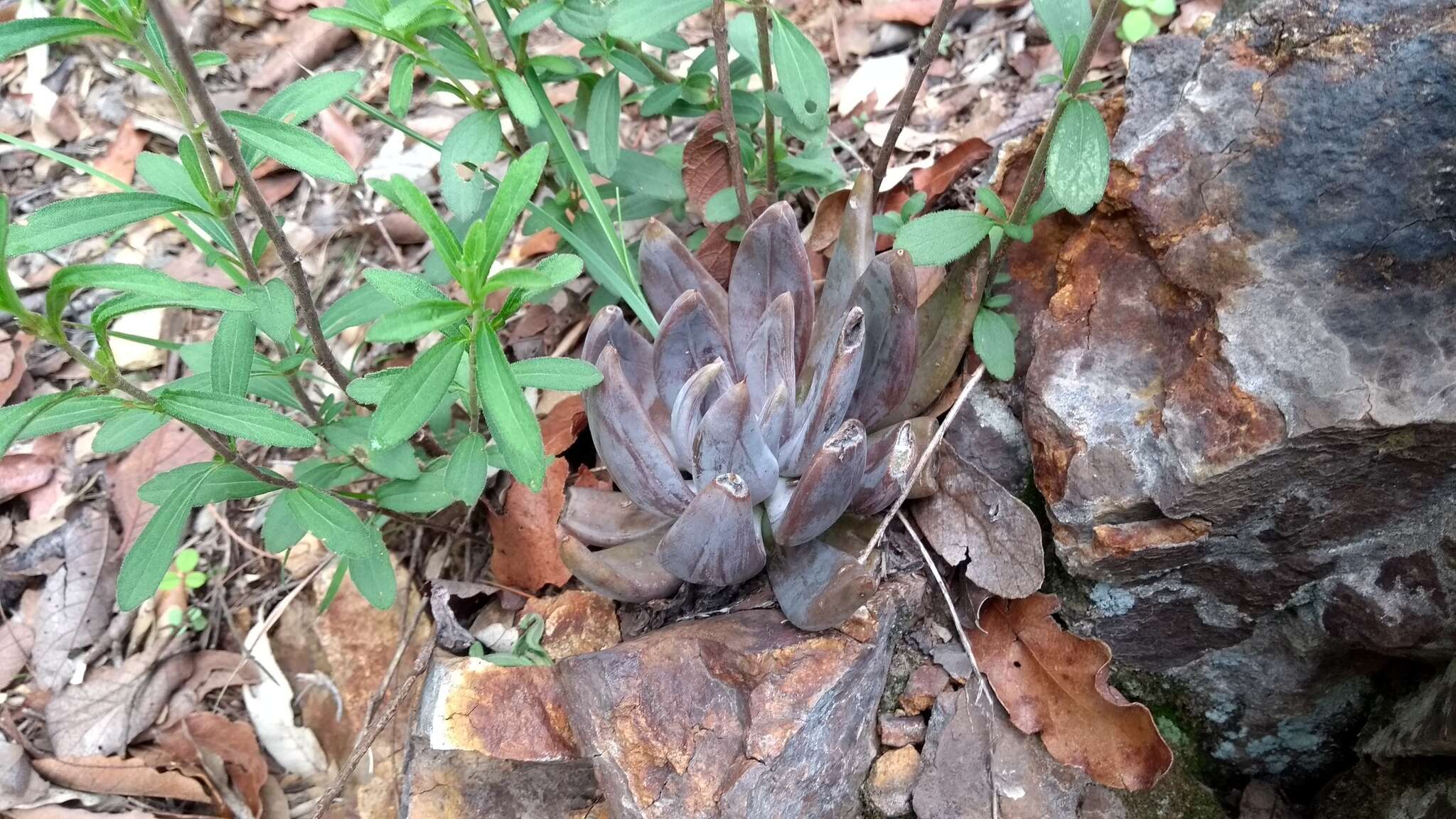 Image of Echeveria craigiana Walther