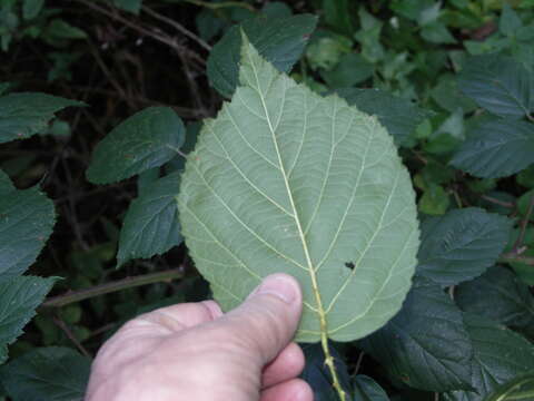 صورة Rubus macrophyllus Weihe & Nees