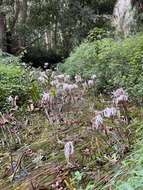 Image de Crinum thaianum J. Schulze