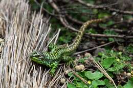 Image of Stenocercus cadlei Torres-carvajal & Mafla-endara 2013