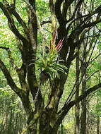 Image of Tillandsia deppeana Steud.