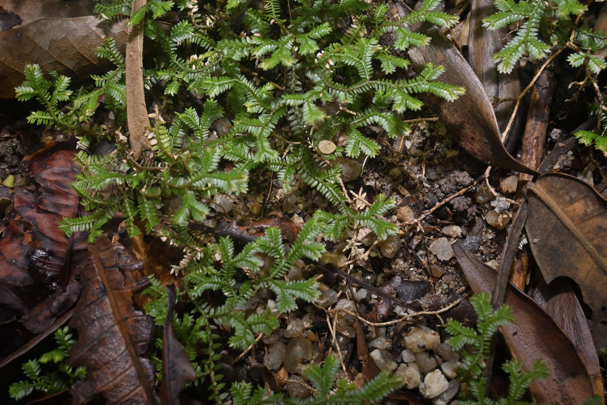 Sivun Selaginella australiensis Bak. kuva