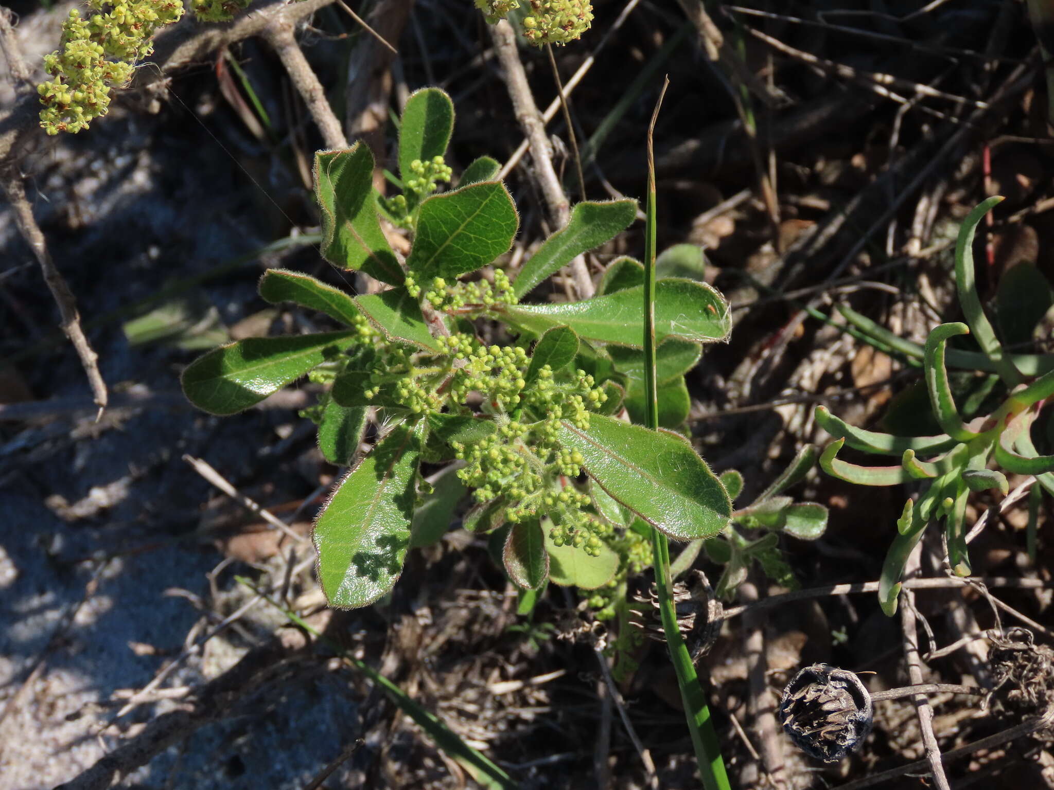 Image of Searsia lucida (L.) F. A. Barkley