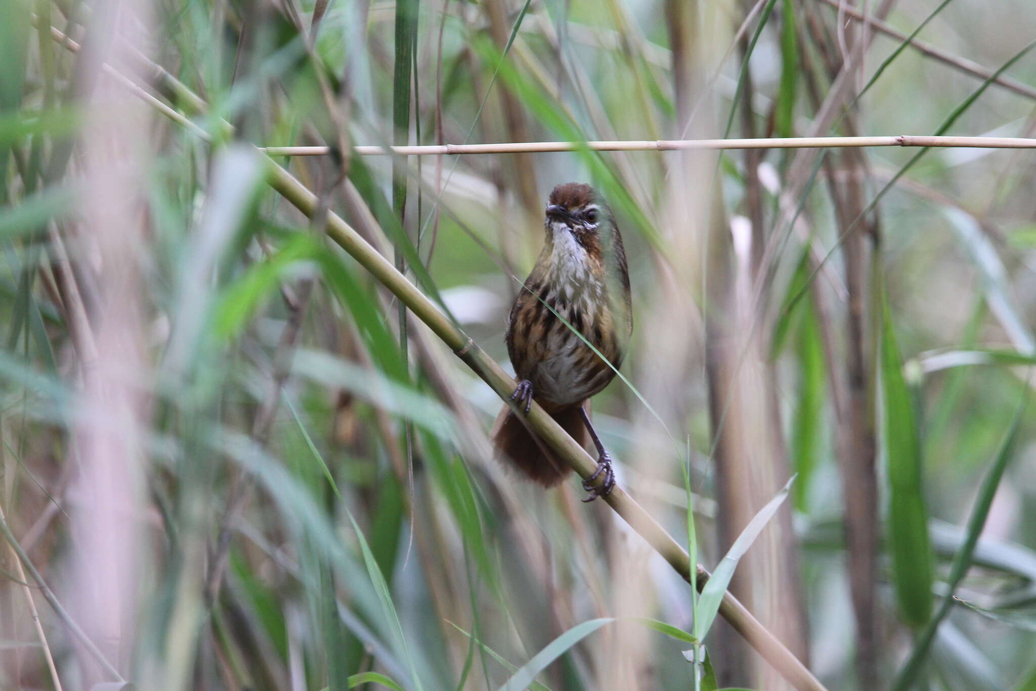 Image of Marsh Babbler