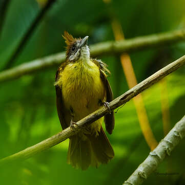 Imagem de Alophoixus flaveolus (Gould 1836)