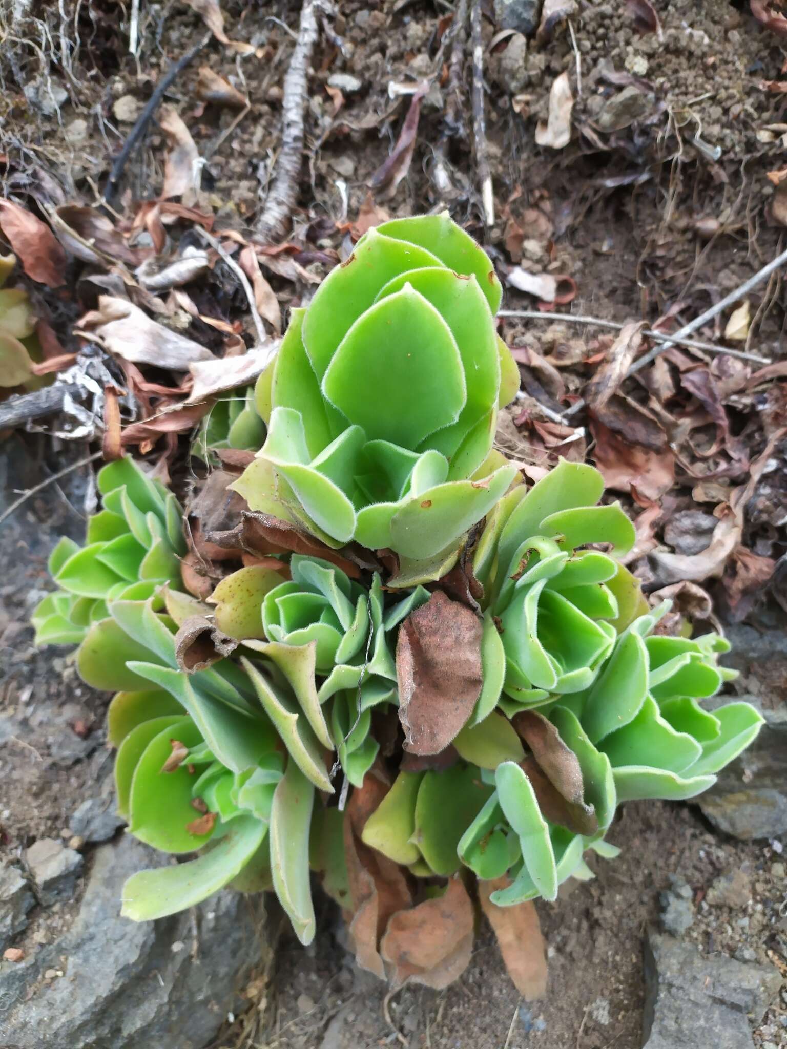 Image de Aeonium canariense subsp. virgineum (Webb) Bañares