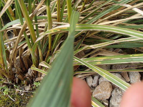 Imagem de Chionochloa conspicua (G. Forst.) Zotov