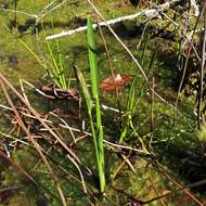 Image of Pontederia cordata var. lancifolia (Muhl.) Morong