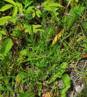 Image of pink campion