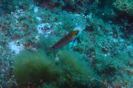 Image of Axillary Wrasse