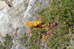 Imagem de Sedum divergens S. Wats.