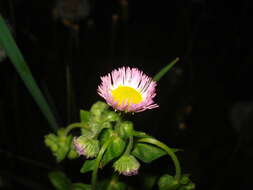 Image of Erigeron philadelphicus var. philadelphicus