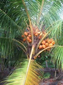 صورة Cocos