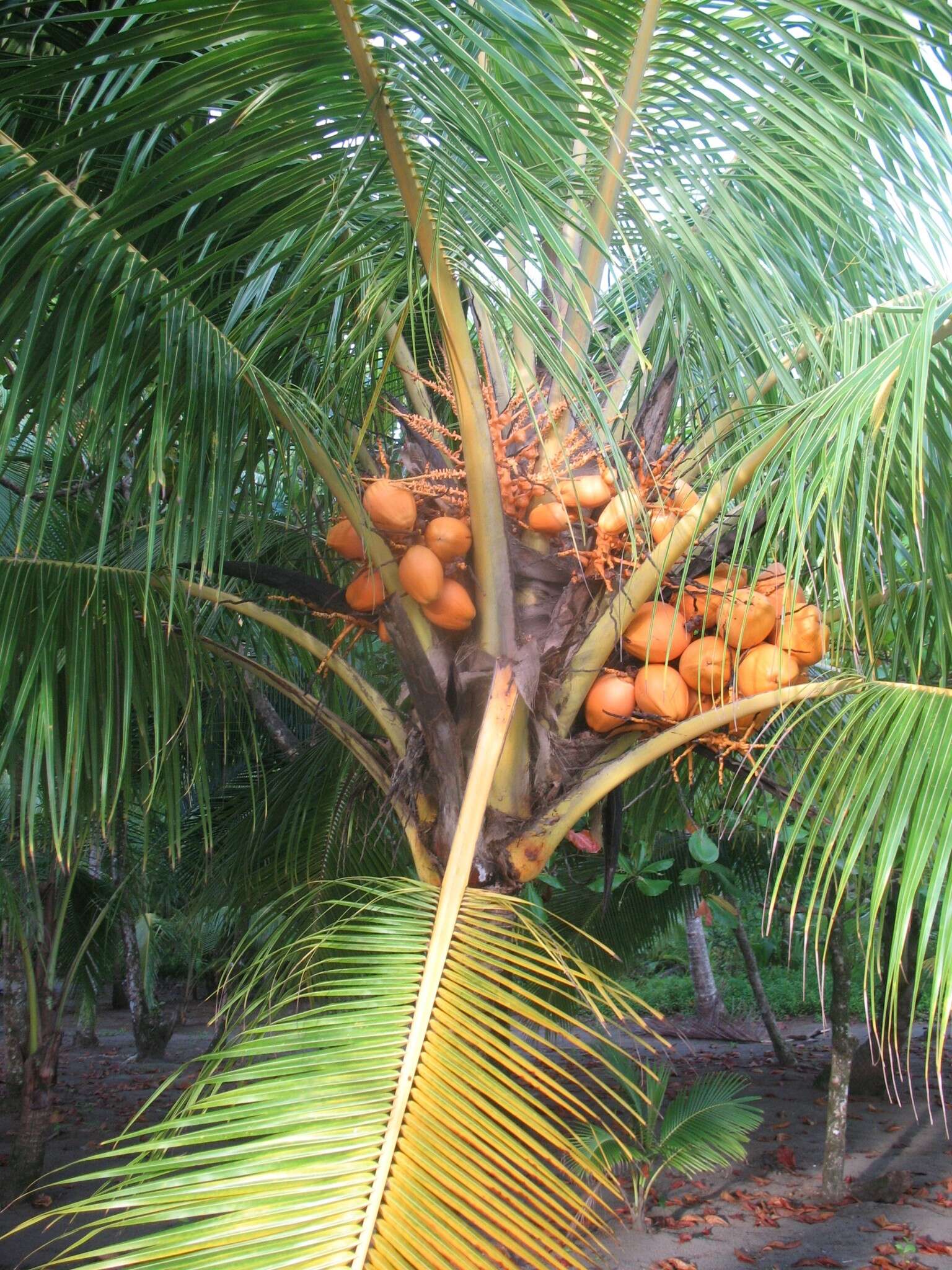 Image of coconut palm