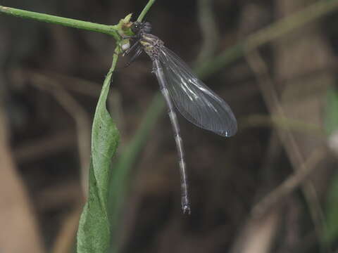 Image of Euphaea variegata Rambur 1842