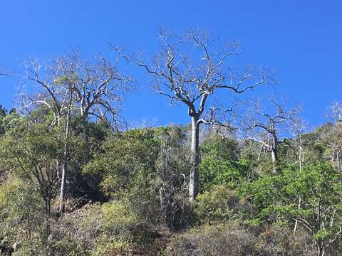 Imagem de Brachychiton australis (Schott & Endl.) Terracino