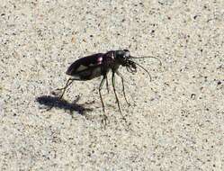 Image of Cicindela (Cicindela) scutellaris lecontei Haldeman 1853