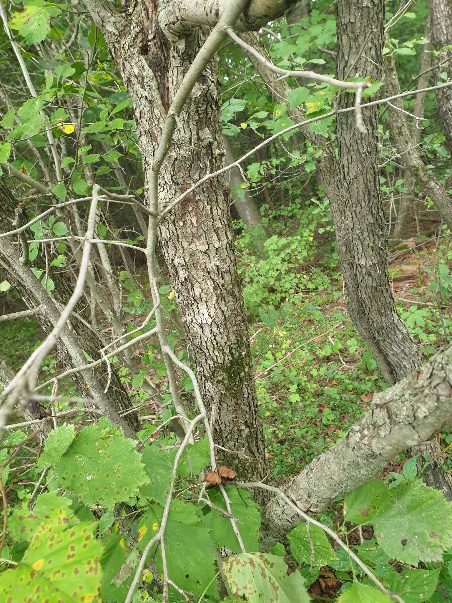 Crataegus coccinioides Ashe resmi