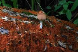 Coprinellus domesticus (Bolton) Vilgalys, Hopple & Jacq. Johnson 2001的圖片