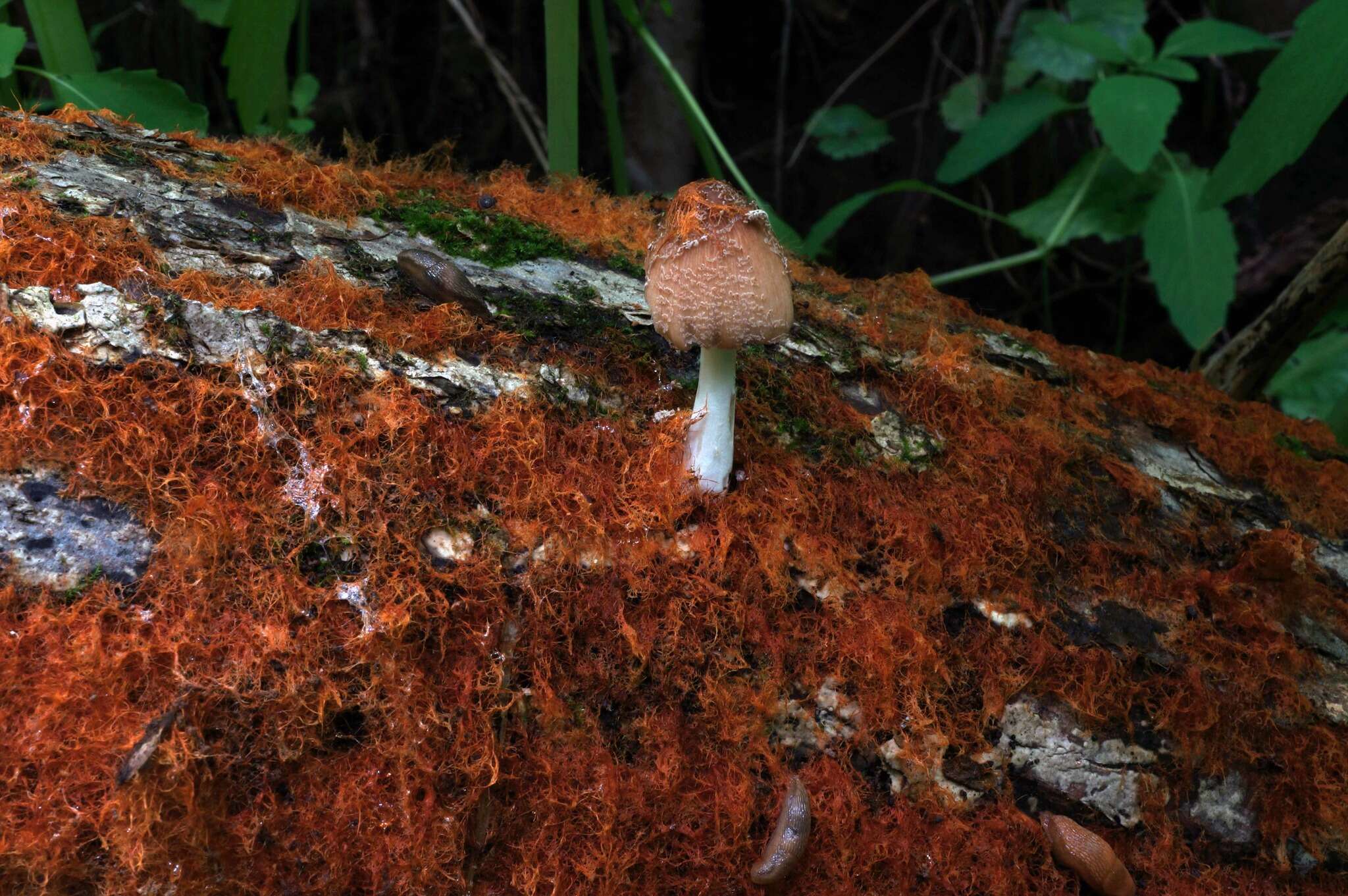 Coprinellus domesticus (Bolton) Vilgalys, Hopple & Jacq. Johnson 2001的圖片