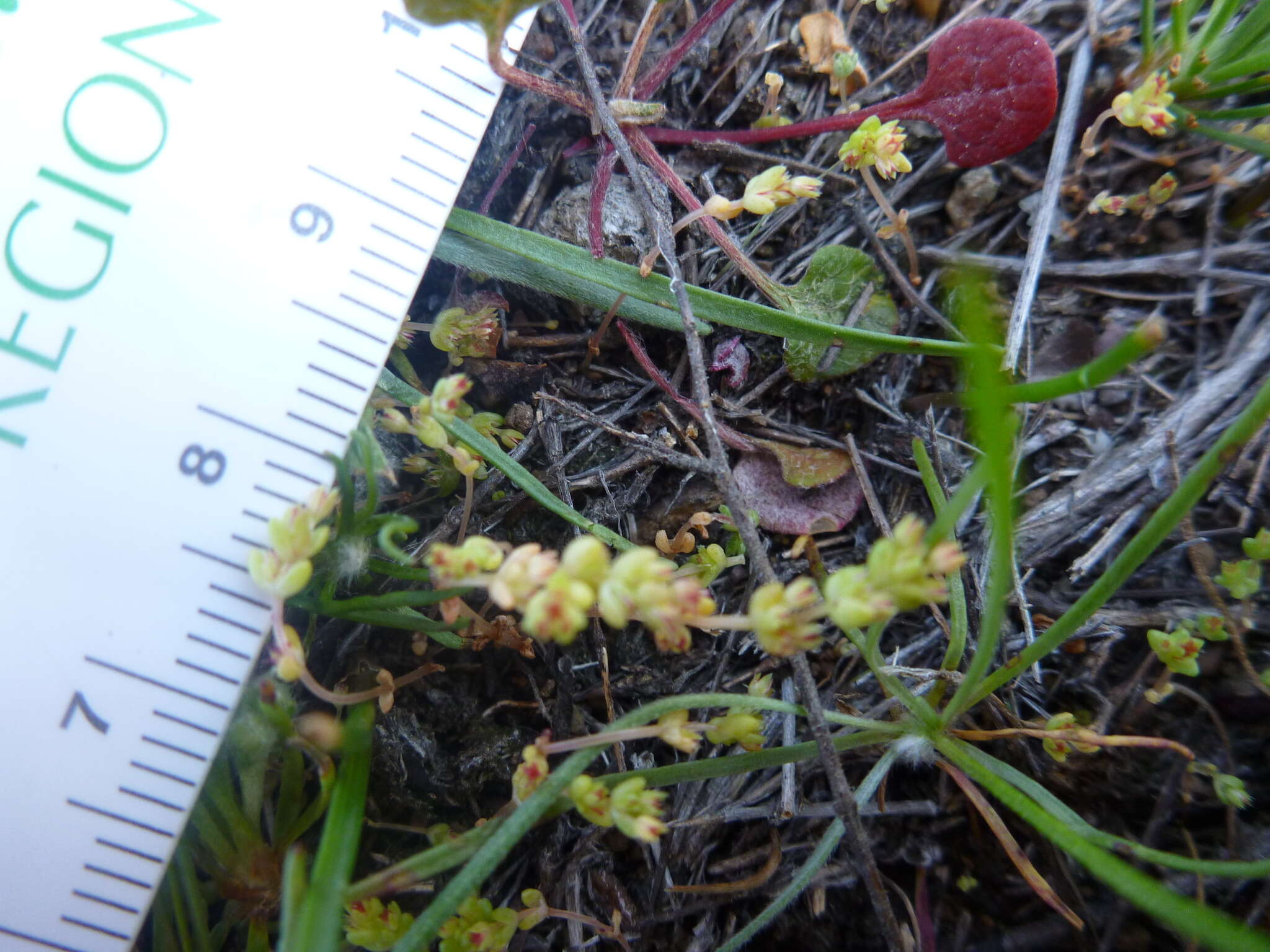 Image of sand pygmyweed