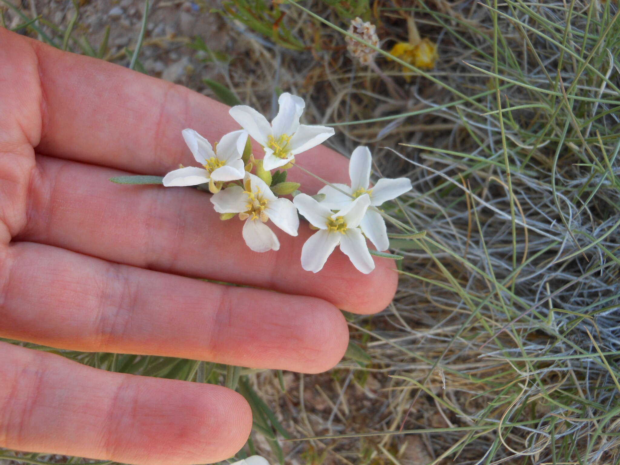 Image of White Sands fanmustard