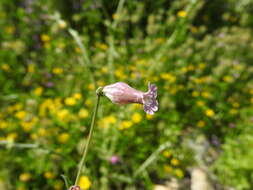 Image of Silene behen L.