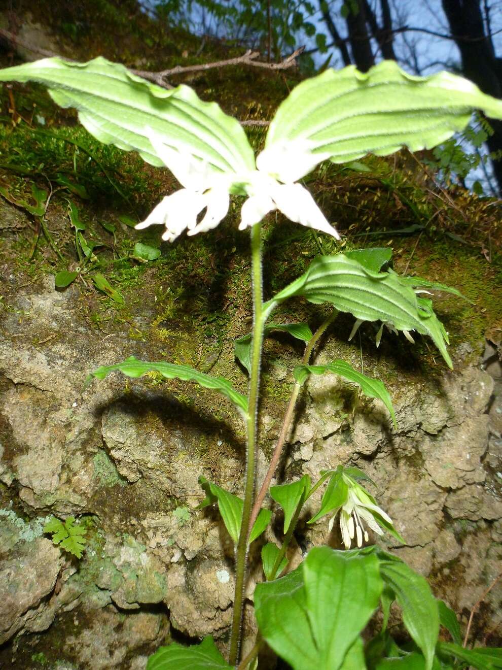 Prosartes maculata (Buckley) A. Gray的圖片