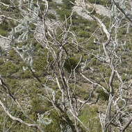 Image of Hooley Mistletoe