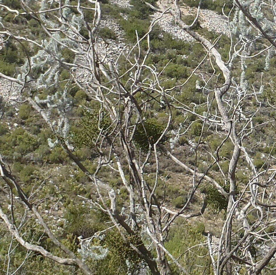 Image of Hooley Mistletoe