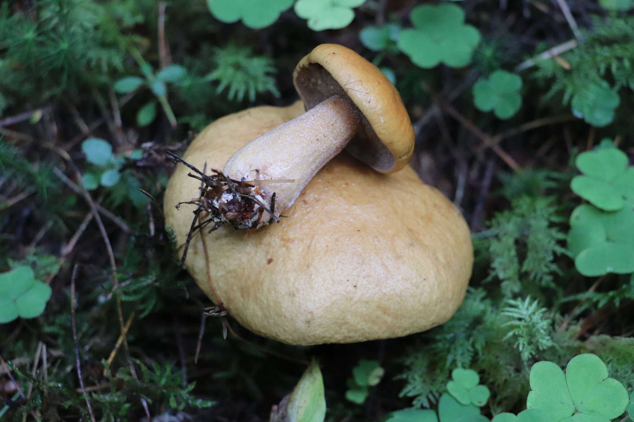 Imagem de Suillus plorans (Rolland) Kuntze 1898