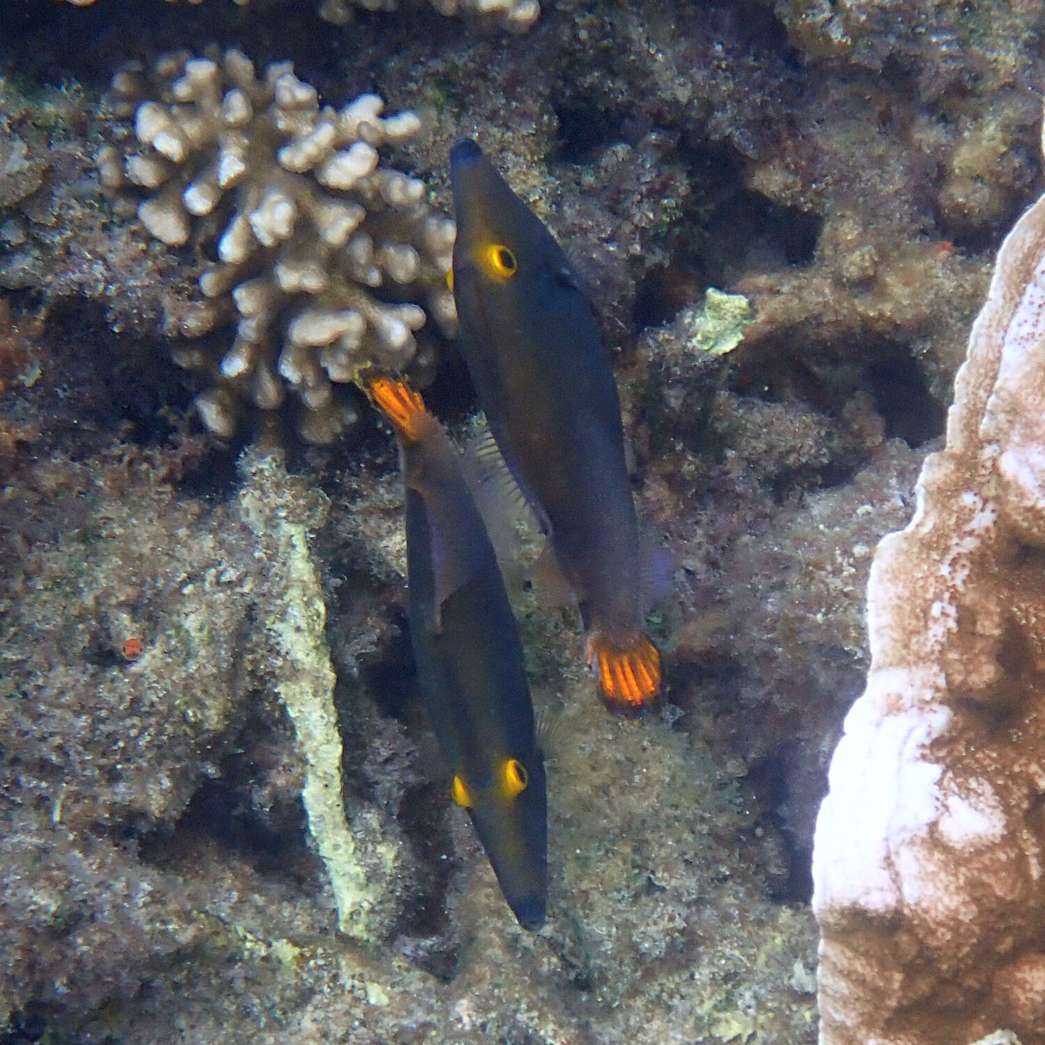 Image of Yellow-eyed leatherjacket