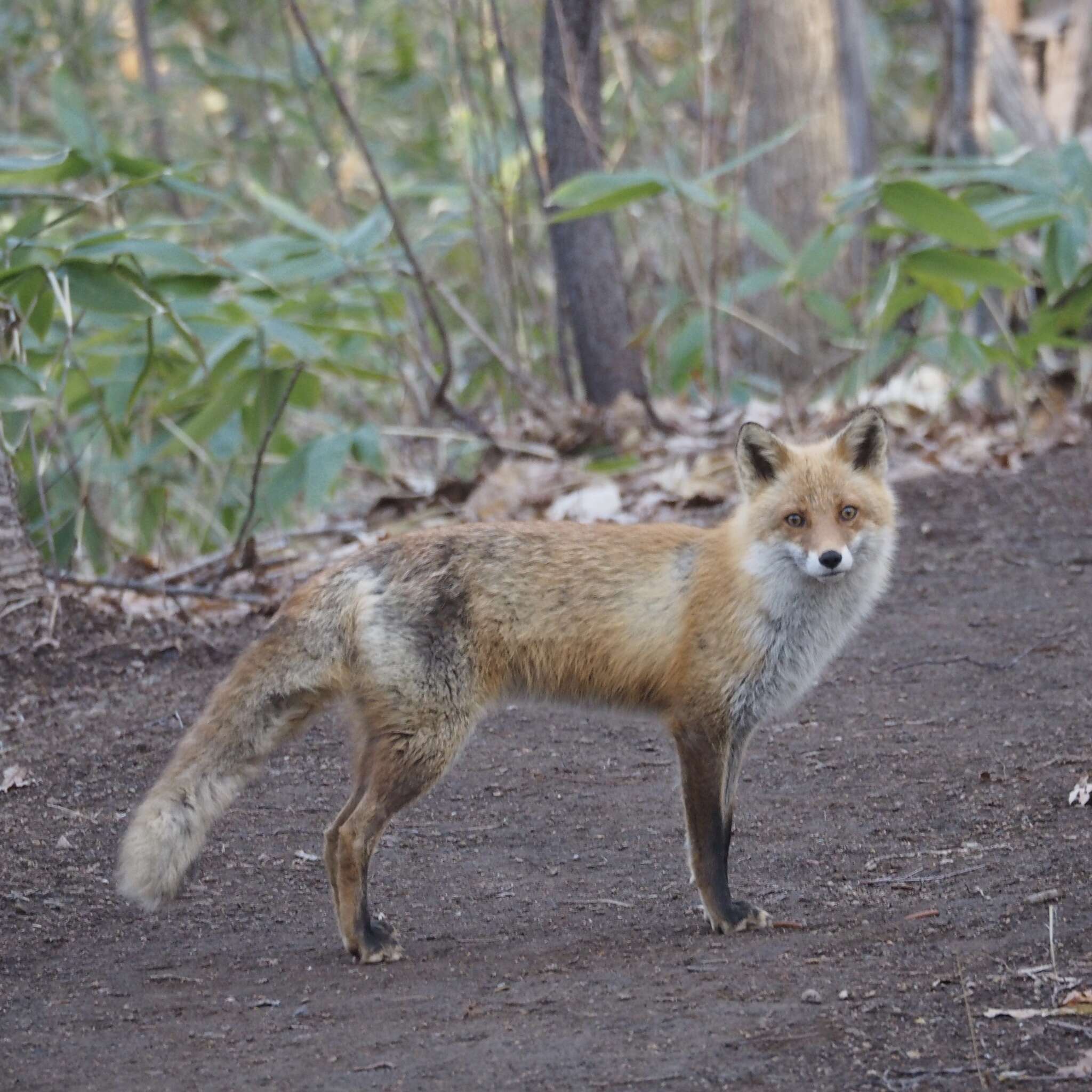 Image of Vulpes vulpes schrencki Kishida 1924