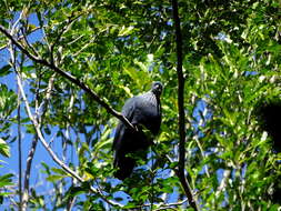 Image of blue pigeon