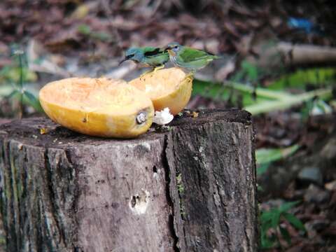 Image of Shining Honeycreeper