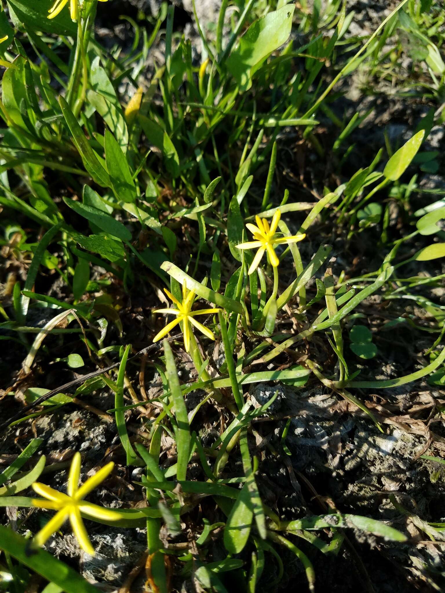 Image of grassleaf mudplantain