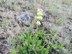 Imagem de Salvia absconditiflora Greuter & Burdet