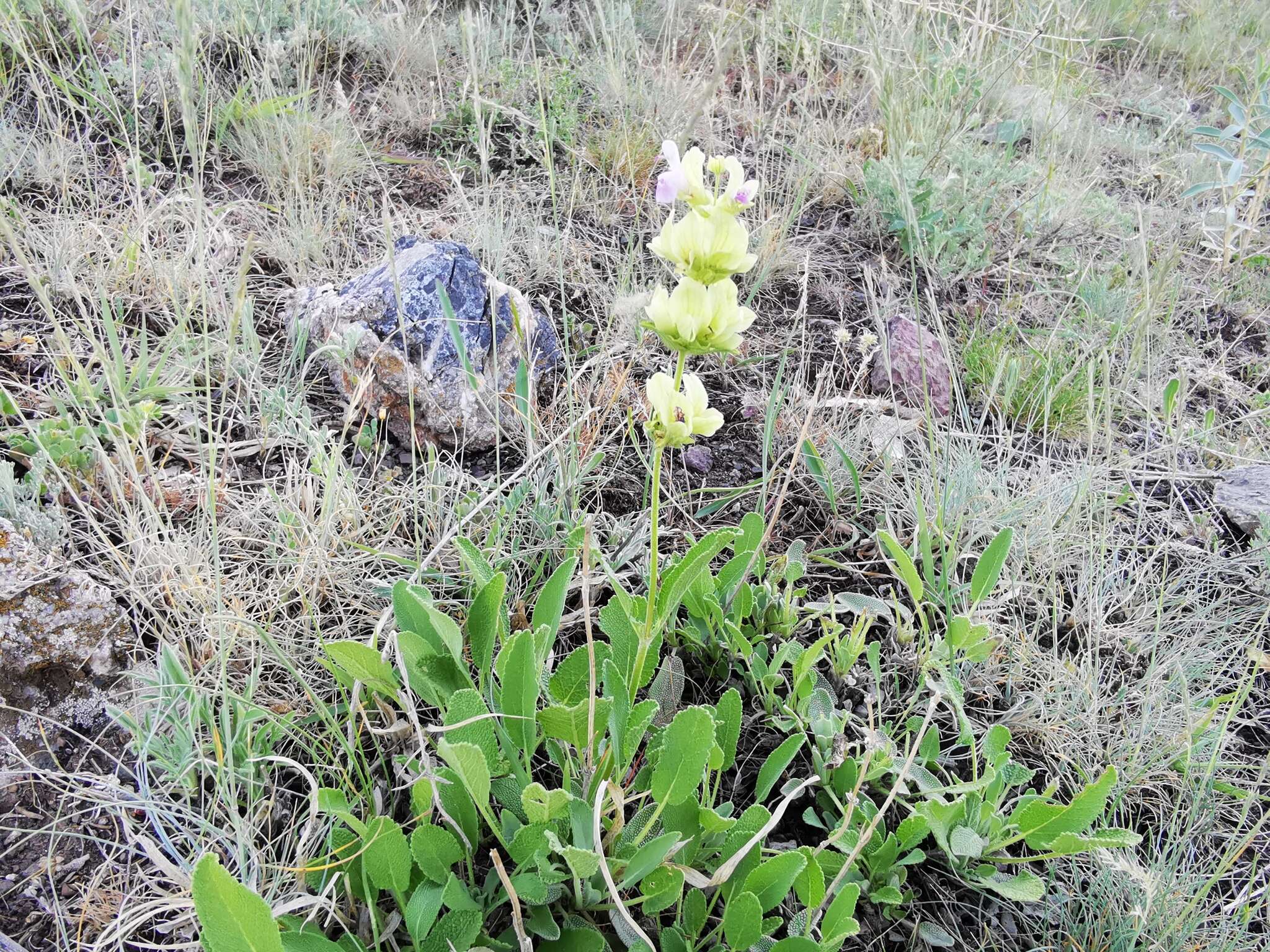 Sivun Salvia absconditiflora Greuter & Burdet kuva