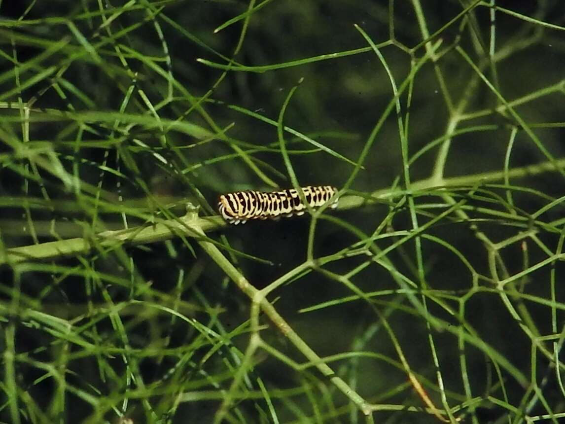 Image of Saharan Swallowtail