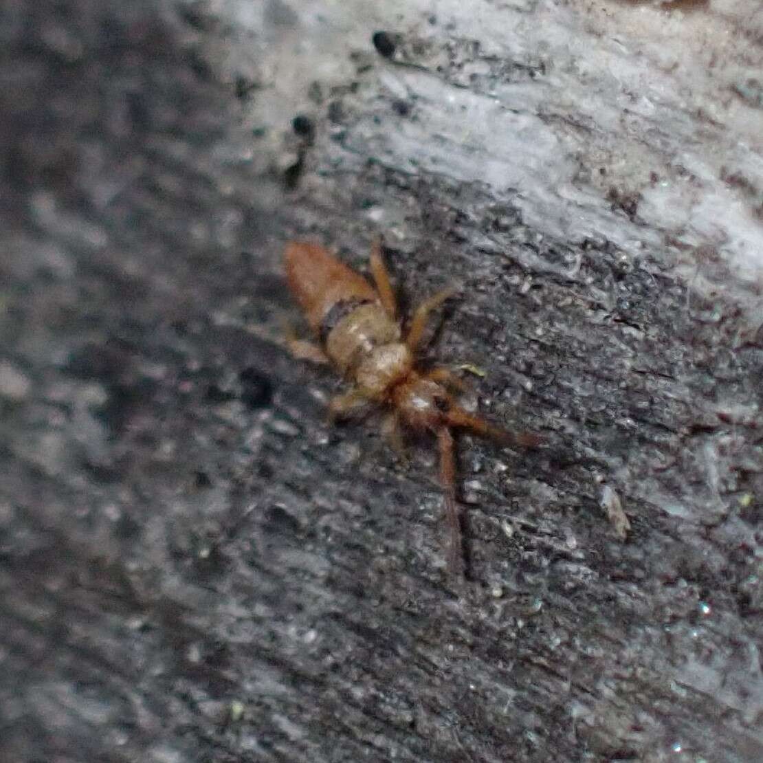 Image of Springtail