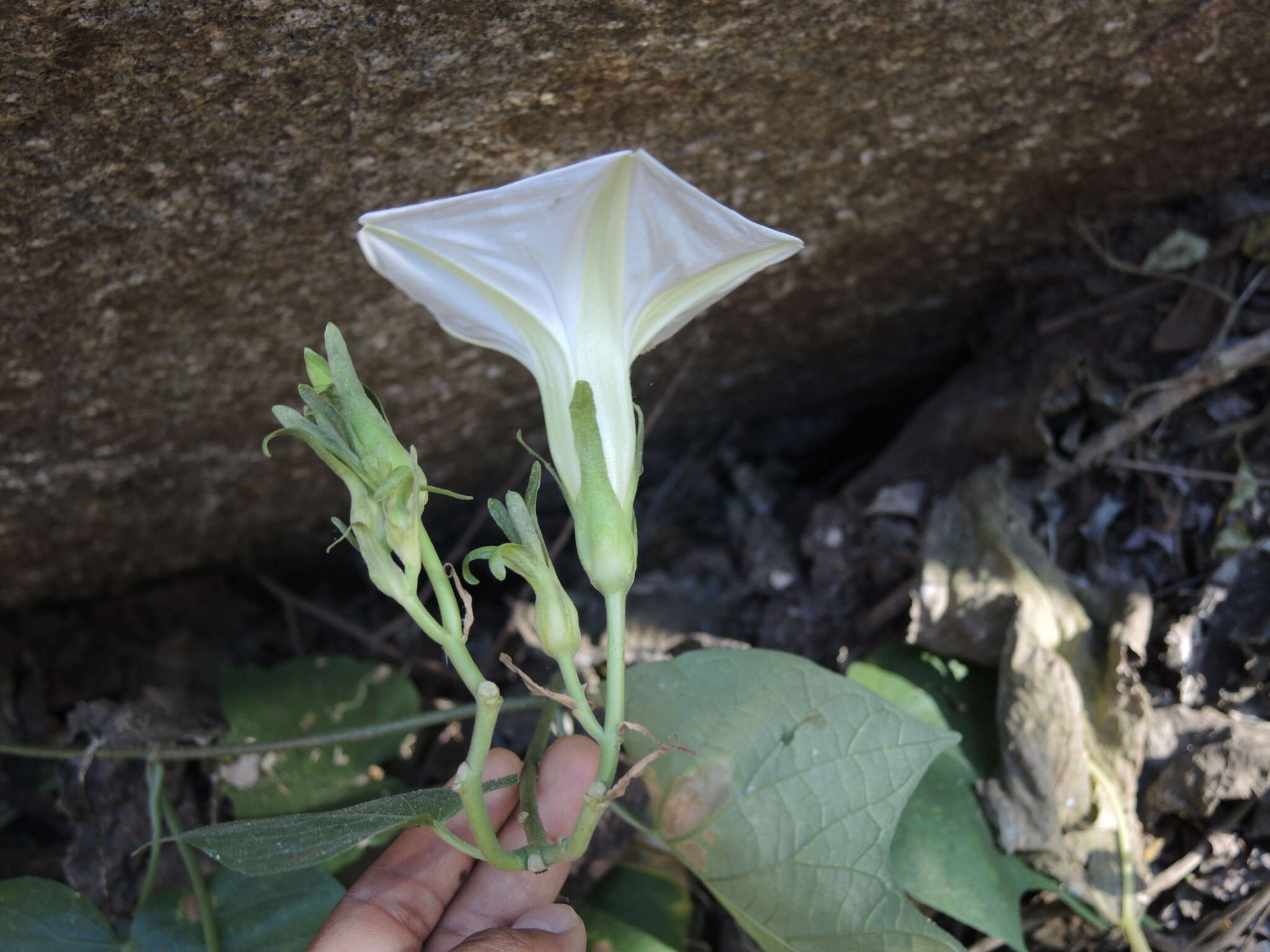 Plancia ëd Ipomoea ampullacea Fern.