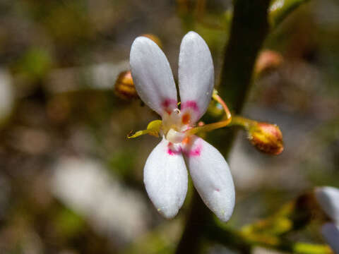 Image of Stylidium crassifolium R. Br.