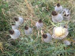 Image of woolly thistle