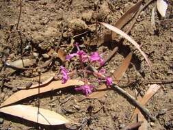 Image of Pelargonium triphyllum Jacq.