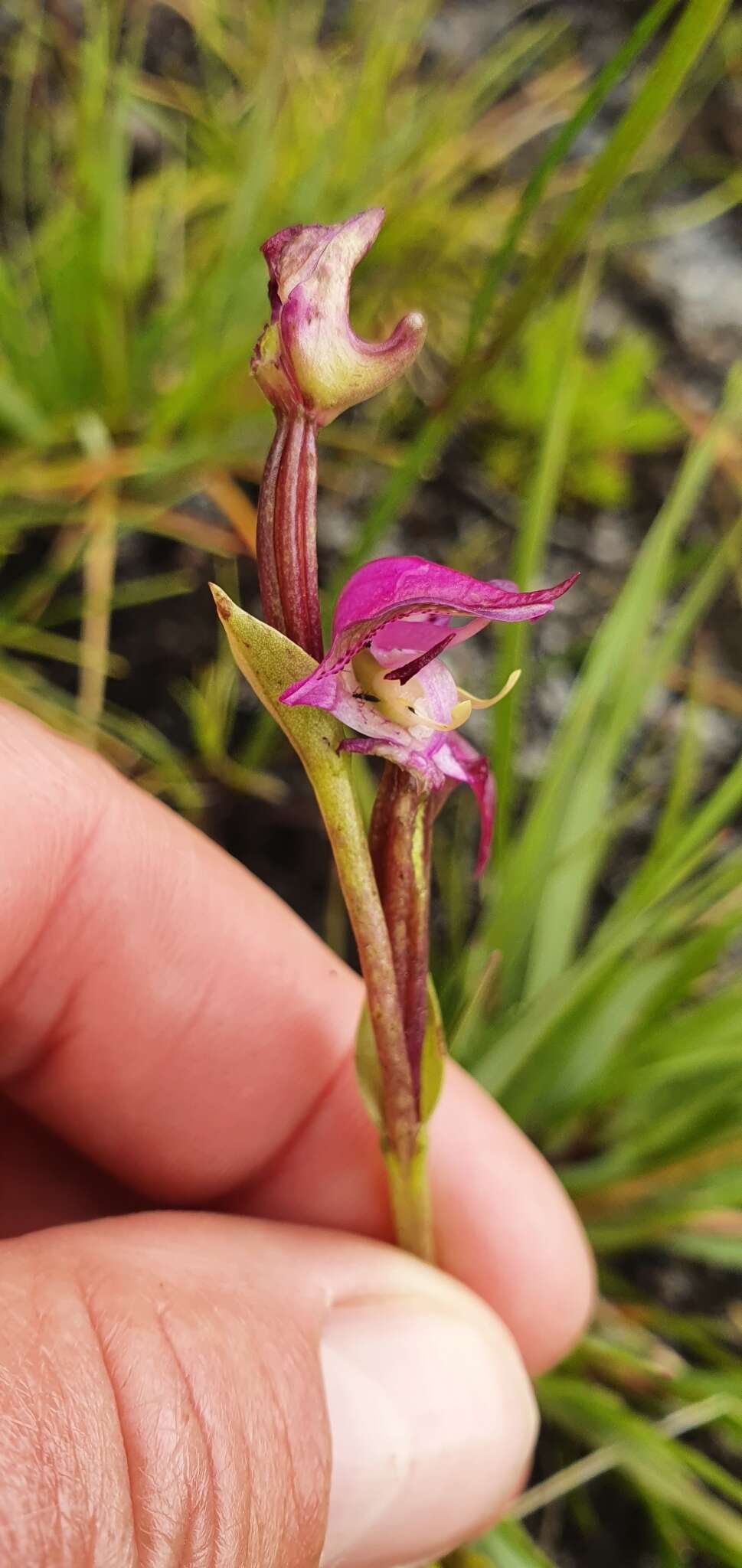 Image of Disperis paludosa Harv. ex Lindl.