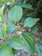 Image of Blakea multiflora D. Don